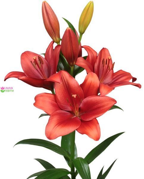 Лілія Bradano (цибулина) lili009 фото