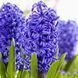 Гіацинт Blue Pearl (цибулина) hiaz011 фото 1