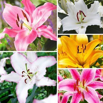 Набір з 5 різних сортів орієнтальних лілій (цибулина) lili5n(8) фото