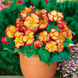 Бегонія Crispa Marginata Yellow-Red (Бульба) bego017 фото 1