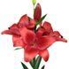 Лілія Braga (цибулина) lili010 фото 1