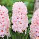 Гіацинт China Pink (цибулини) hiaz012 фото 1