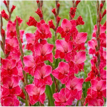 Гладіолус Fairytale Pink (цибулина) glad013 фото