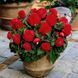 Бегонія Non Stop Scarlet (Бульба) bego018 фото 1