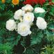 Бегонія Non Stop White (Бульба) bego020 фото 1