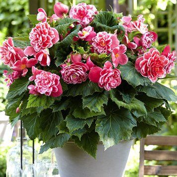 Бегонія Camelia (бульба) bego022 фото