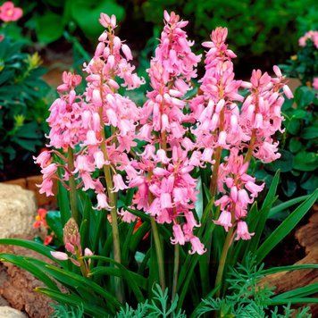 Гіацинтоїдес Queen of the Pinks / 5 цибулин в упаковці giac005 фото