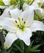 Лілія Erinome (цибулина) lili015 фото 1