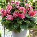 Бегонія Camelia (бульба) bego022 фото 1