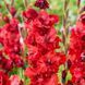 Гладіолус Velvet Raspberry (цибулина) glad017 фото 1