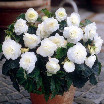 Бегонія махрова White (бульба) bego023 фото