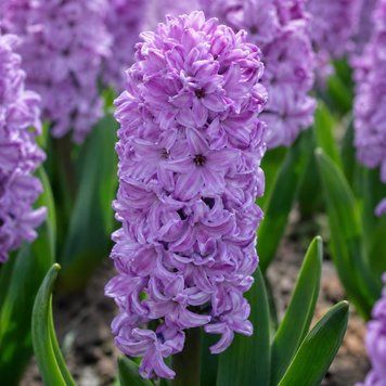 Гіацинт Splendid Cornelia (цибулина) hiaz018 фото