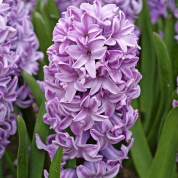 Гіацинт Splendid Cornelia (цибулини) hiaz018 фото