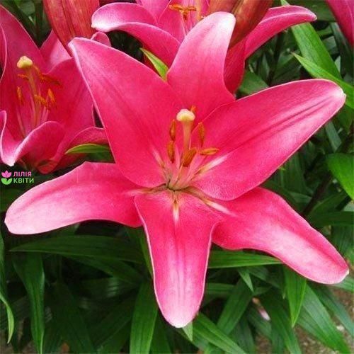 Лілія Indian Summerset (цибулина) lili016 фото