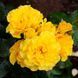Плетиста троянда Golden Showers (саджанець) plet003 фото 1