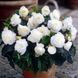 Бегонія махрова White (бульба) bego023 фото 1