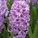 Гіацинт Splendid Cornelia (цибулини) hiaz018 фото 1