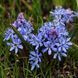 Сцилла Bifolia / 5 цибулин в упаковці scil001 фото 1