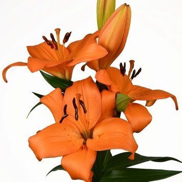 Лілія Kodaira (цибулина) lili017 фото