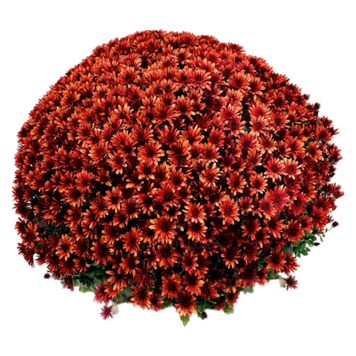 Шаровидна хризантема Aduro Orange (саджанець) khrshar001 фото