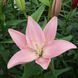 Лілія Tsjaikowski (цибулина) lili024 фото 1
