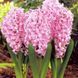 Гіацинт Pink Surprise (цибулини) hiaz005 фото 1