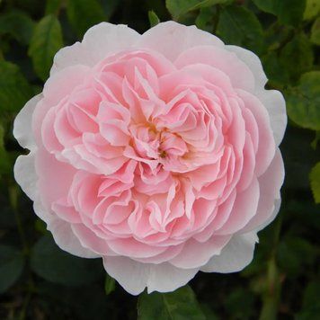 Англійська троянда Wisley (саджанець) angl005 фото