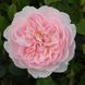 Англійська троянда Wisley (саджанець) angl005 фото 1