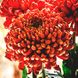 Розсада великоквіткової хризантеми Ancara hrvel0001-06 фото 1