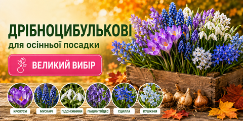 Дрібноцибулинні