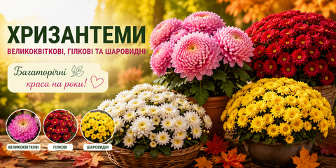 Розсада та саджанці