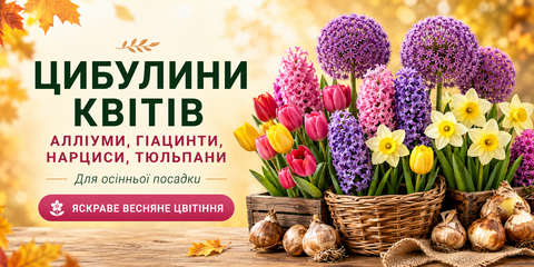 Цибулини та бульби