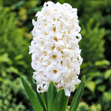 Гіацинт White Pearl (цибулина) hiaz007 фото