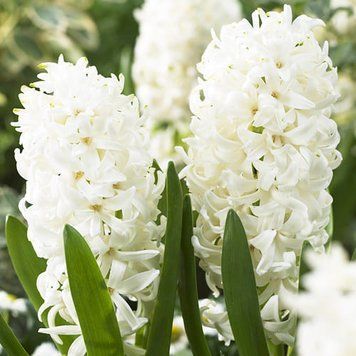 Гіацинт White Pearl (цибулини) hiaz007 фото