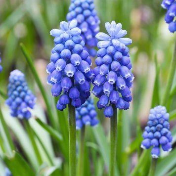 Мускарі Blue Magic / 5 цибулин в упаковці musc006 фото