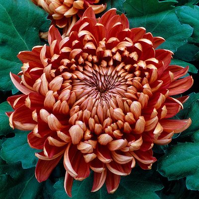 Рассада крупноцветковой хризантемы Tourbillion hrvel0001-07 фото