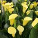 Кала Mellow Yellow (бульба) kall015 фото 1