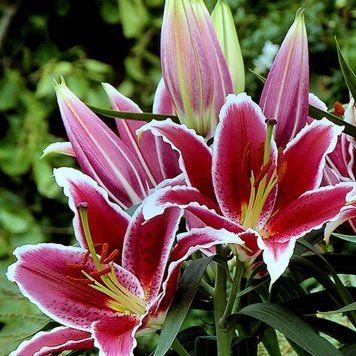 Лілія Qwic (цибулина) lili028 фото
