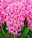 Гіацинт Pink Pearl (цибулина) hiaz009 фото 1
