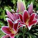 Лілія Qwic (цибулина) lili028 фото 1